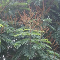 Peltophorum pterocarpum (DC.) Backer ex K.Heyne